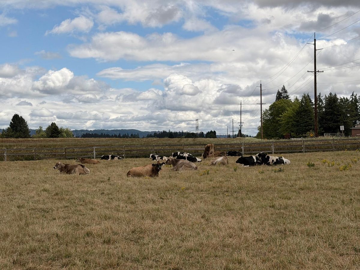 The Schoch herd resting on pasture under a wide Oregon sky in Helvetia