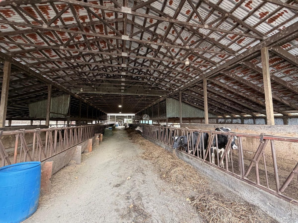 The length of the Schoch barn, feed rails running down both sides