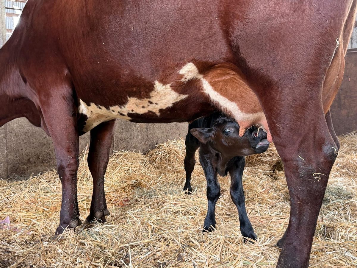 A newborn calf nursing under its mother in the Schoch barn