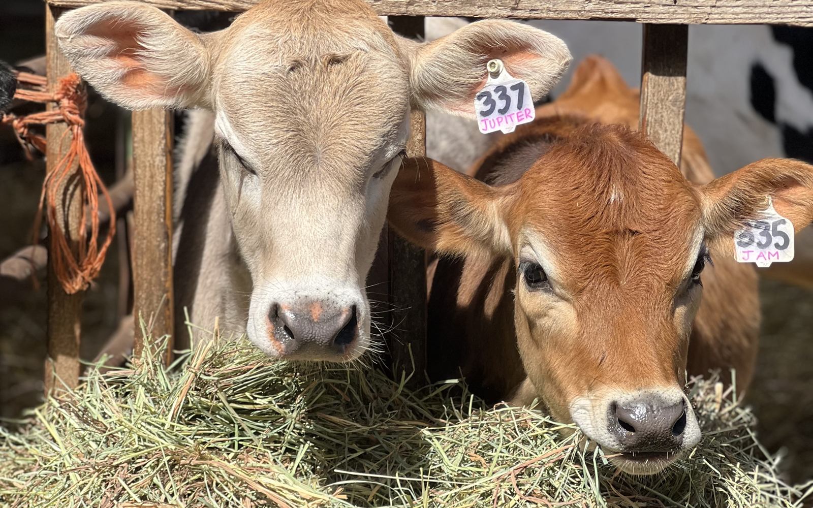 Calves Jupiter and JAM side by side at the hay feeder at Schoch Dairy, ear tags 337 and 335