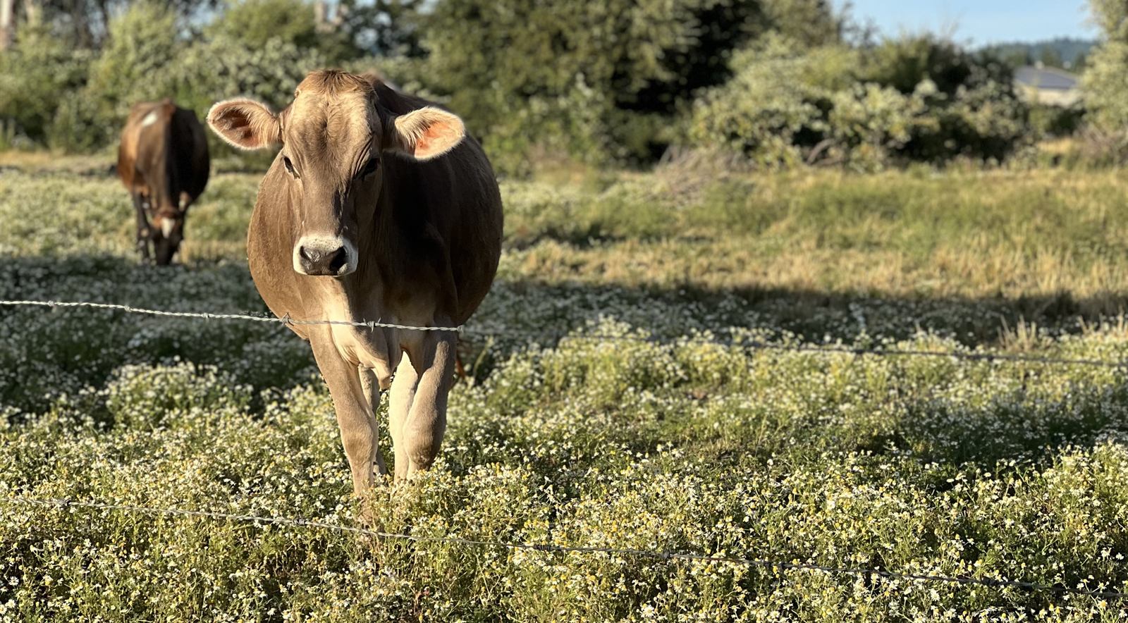 A cow walking through blooming chamomile toward the camera at golden hour on the Schoch pasture