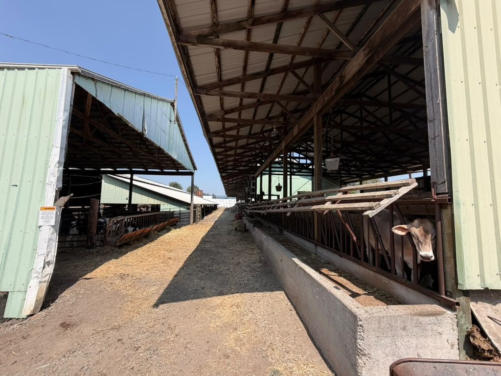 The feed lane between the barns at Schoch Dairy