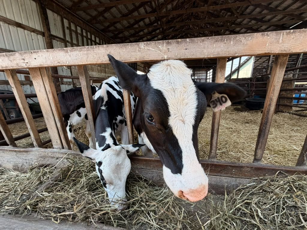 Two Holsteins share the feed rail at Schoch Dairy