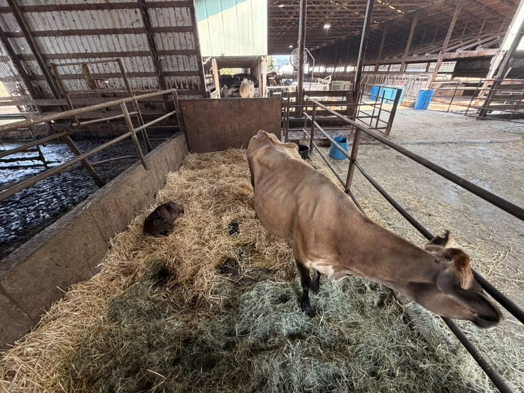 A Jersey calf in the straw-bedded pen at Schoch Dairy