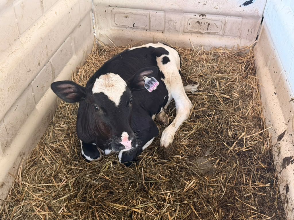 A newborn calf resting in fresh straw at Schoch Dairy