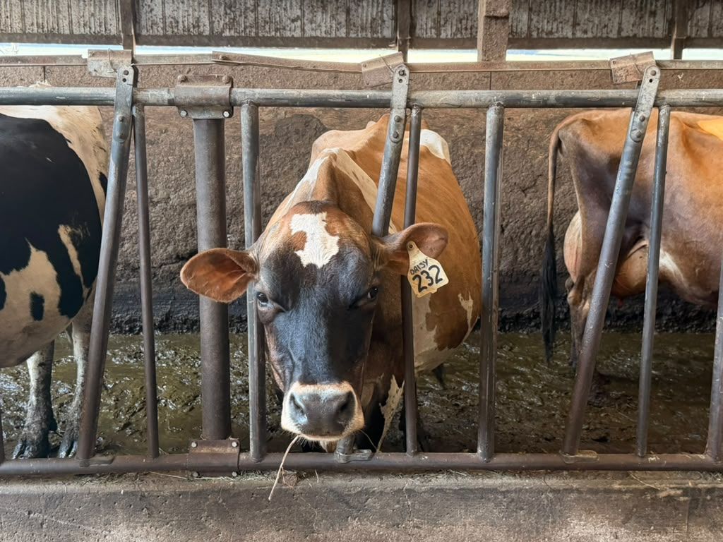 A cow with a mouthful of hay at the feed rail at Schoch Dairy