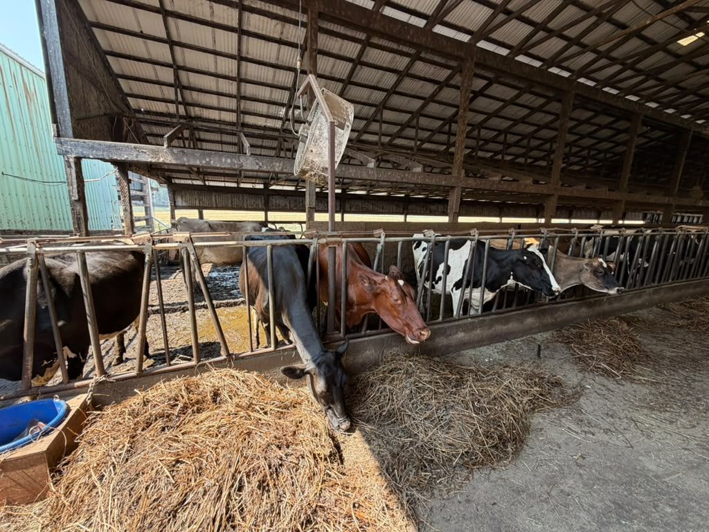 A cow reaches deep into the morning hay at Schoch Dairy