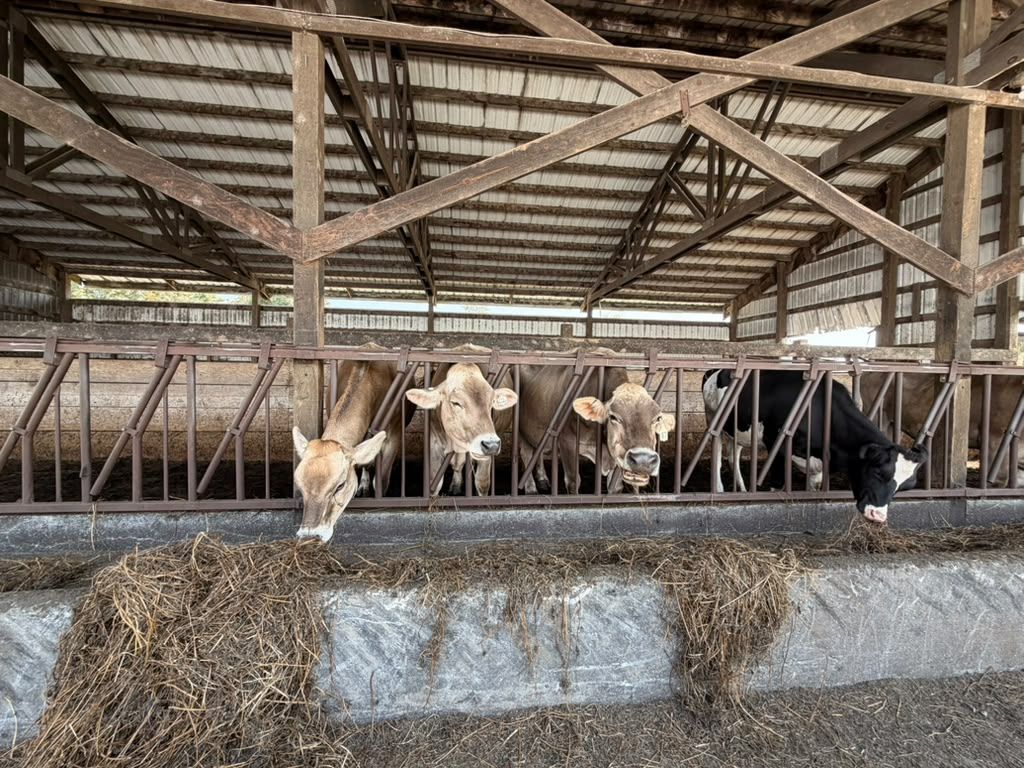 The herd lined up along the feed bunk at Schoch Dairy