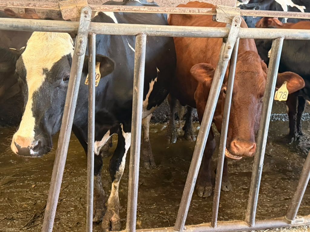 Two of the herd with their heads through the feed rail at Schoch Dairy