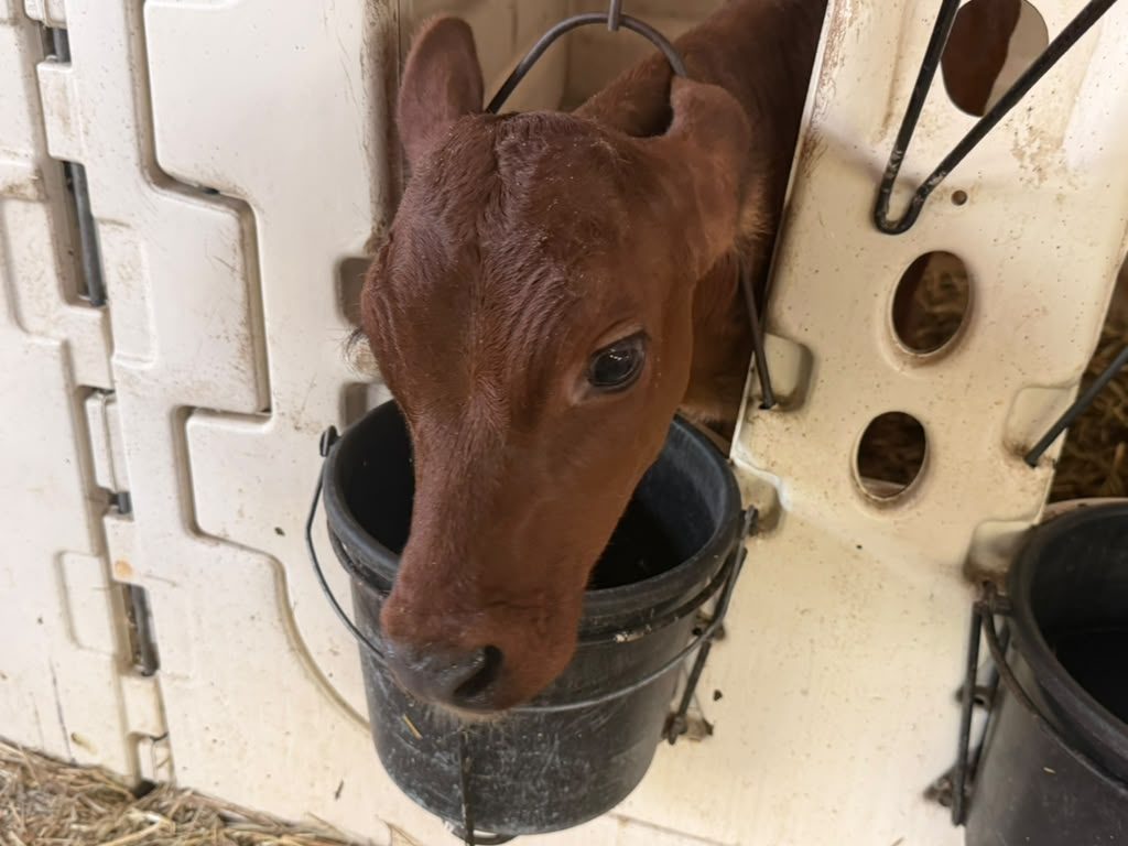A bucket-fed calf leaning out of its hutch to drink at Schoch Dairy