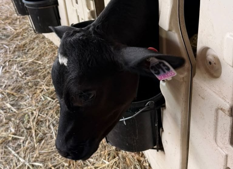 Sparkles, a Holstein calf with ear tag #343, at the Schoch family dairy in Helvetia, Oregon