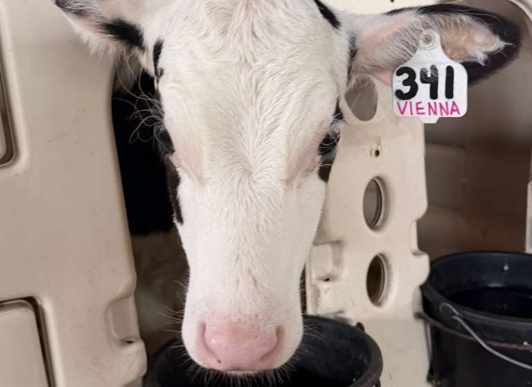Vienna, a Holstein calf, in portrait