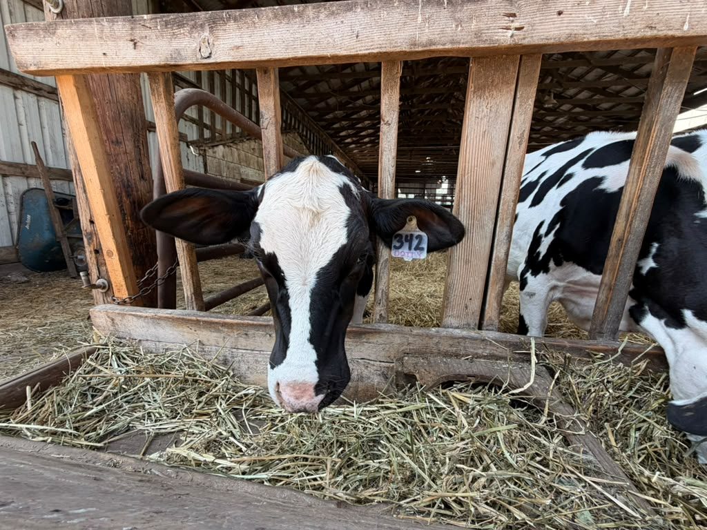 Dotty, ear tag #342, reaching over the rail into the hay at Schoch Dairy