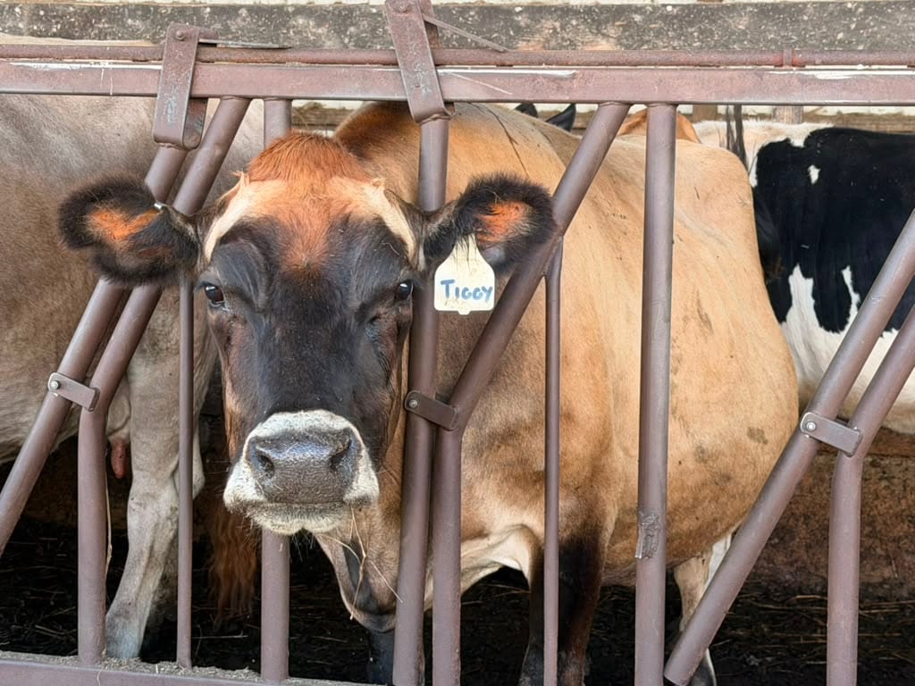 Tiggy, a Jersey cow with a hand-lettered ear tag, at the feed rail at Schoch Dairy