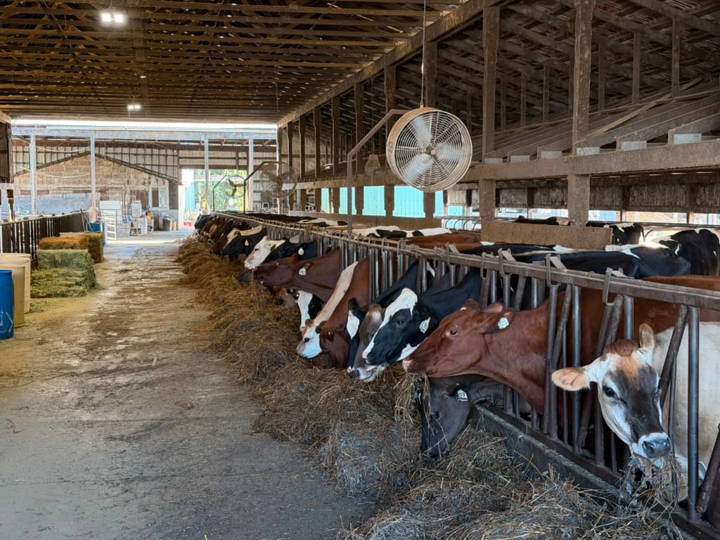 Schoch Dairy cows at the feed rail in the barn in Helvetia, Oregon