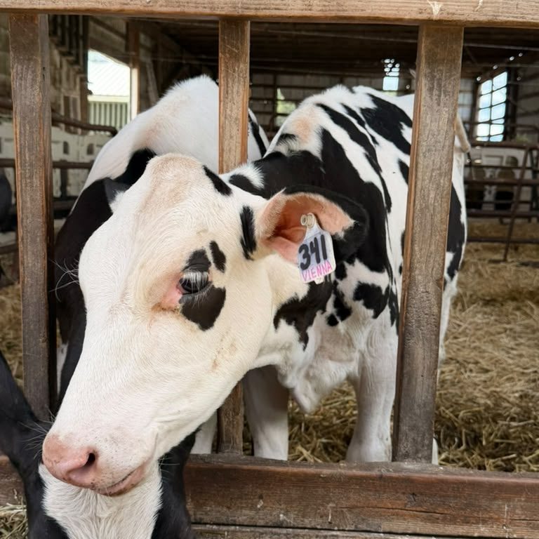 Vienna, a Holstein calf with ear tag #341, at the Schoch family dairy in Helvetia, Oregon