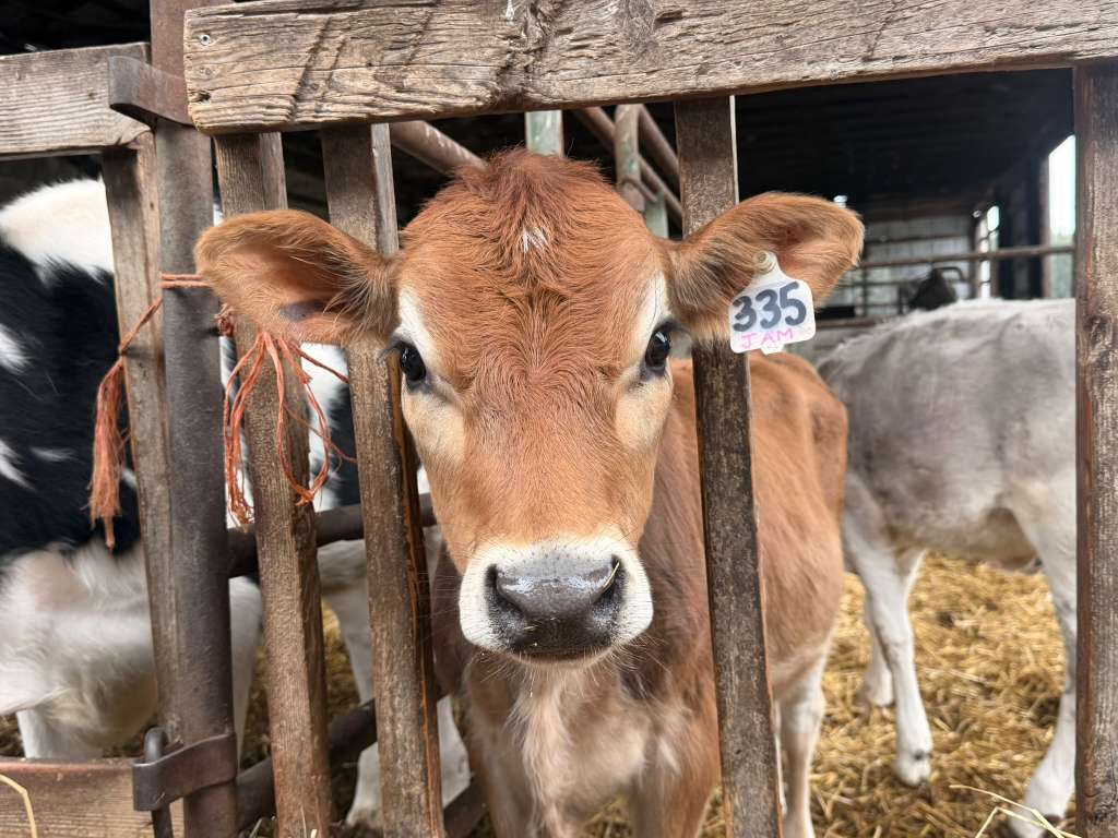JAM, a Jersey cow with ear tag #335, at the fence line on the Schoch family dairy