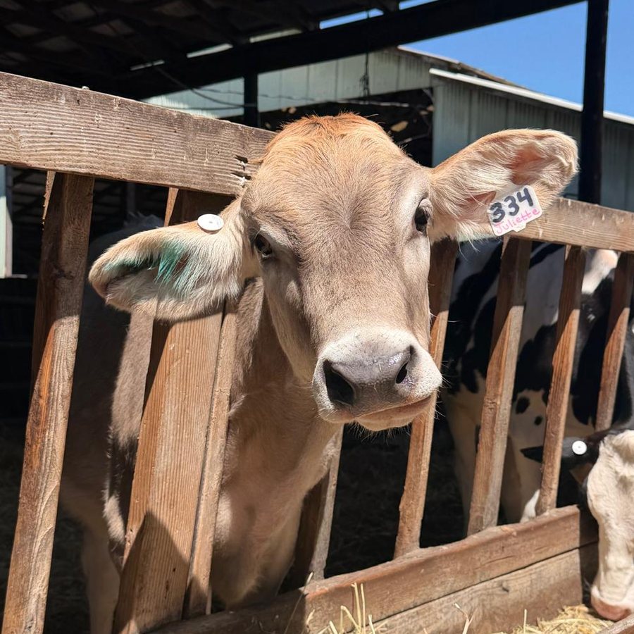 Juliette, a fawn-colored Brown Swiss cow with ear tag #334, at the Schoch family dairy