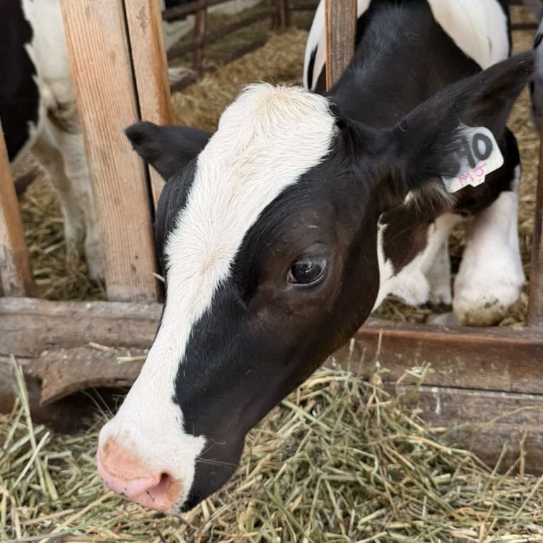 MJ, a Holstein cow with ear tag #10, at the Schoch family dairy in Helvetia, Oregon