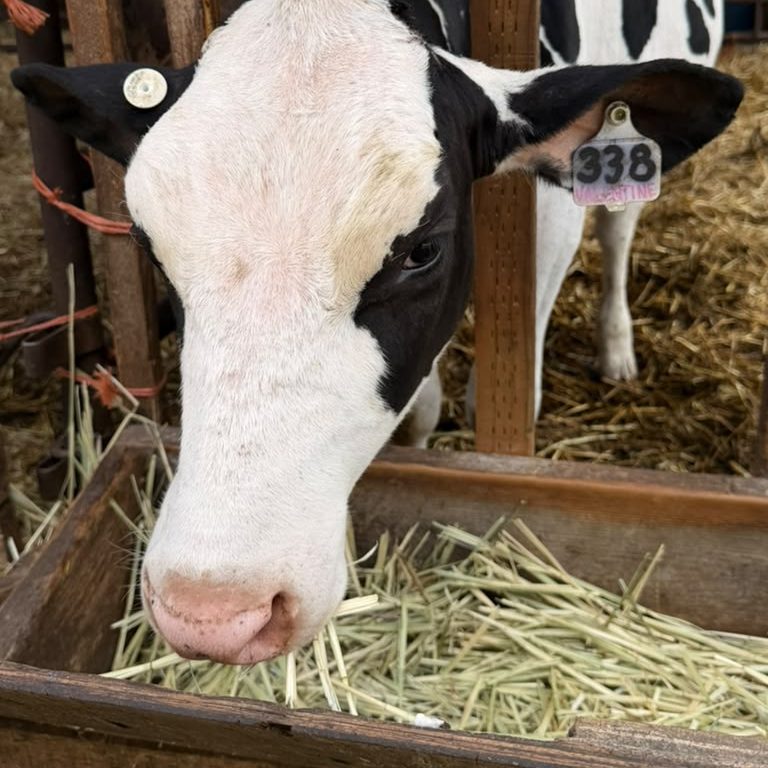 Valentine, a Holstein calf with ear tag #338, at the Schoch family dairy in Helvetia, Oregon