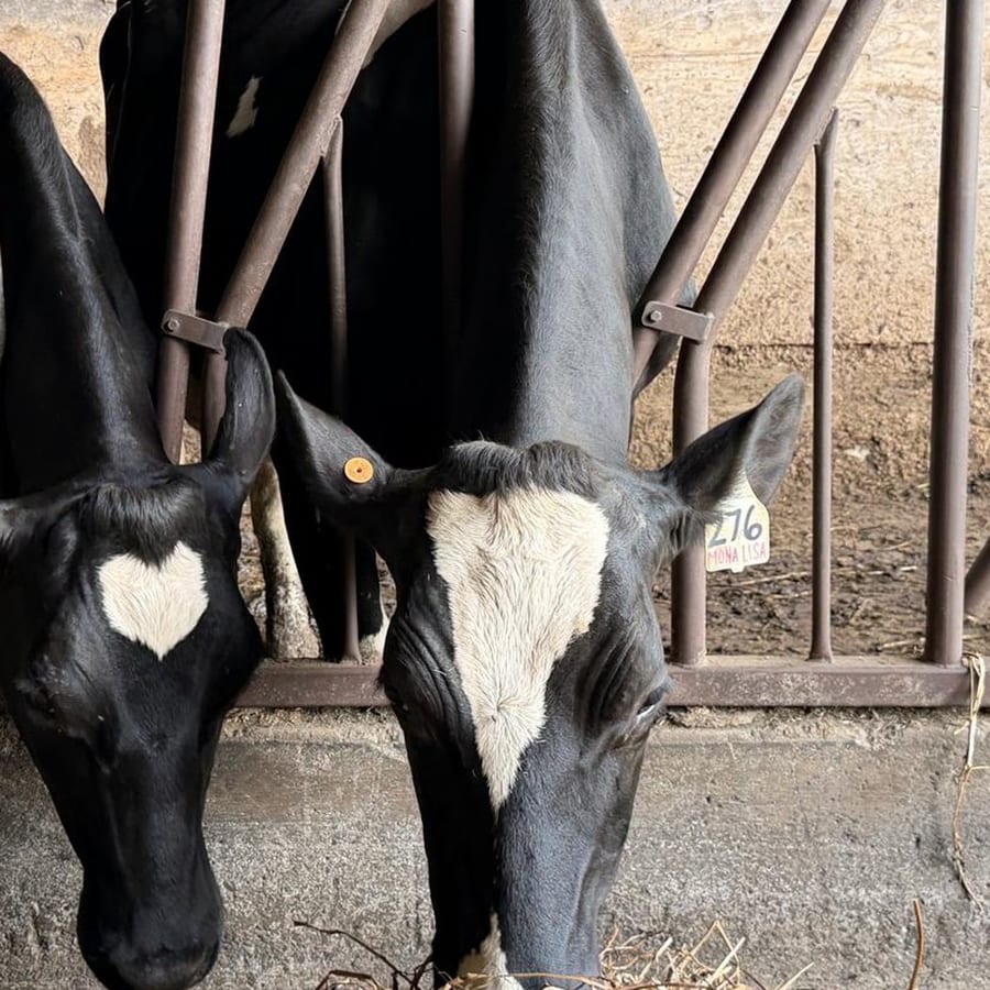 Mona Lisa, a Holstein with ear tag #276, at the feed rail in the Schoch barn