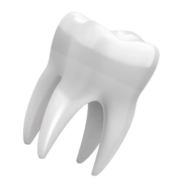 3D illustration of a white human molar tooth with roots against a black background.