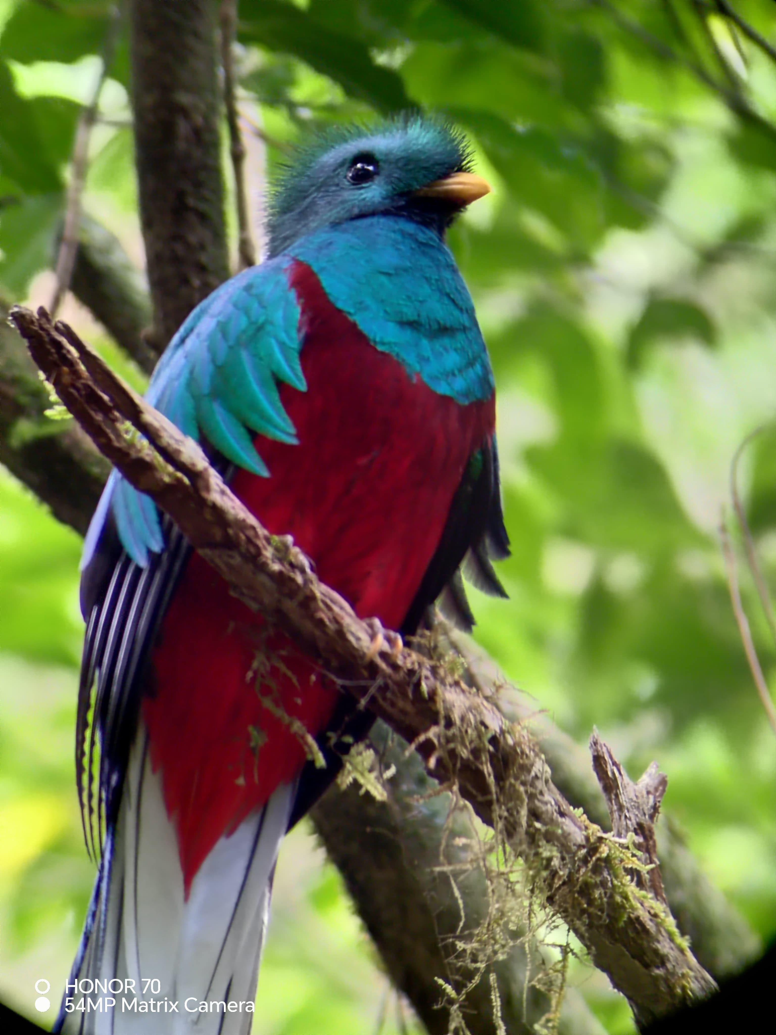 Birdwatching tour at Curi-Cancha Reserve, Monteverde