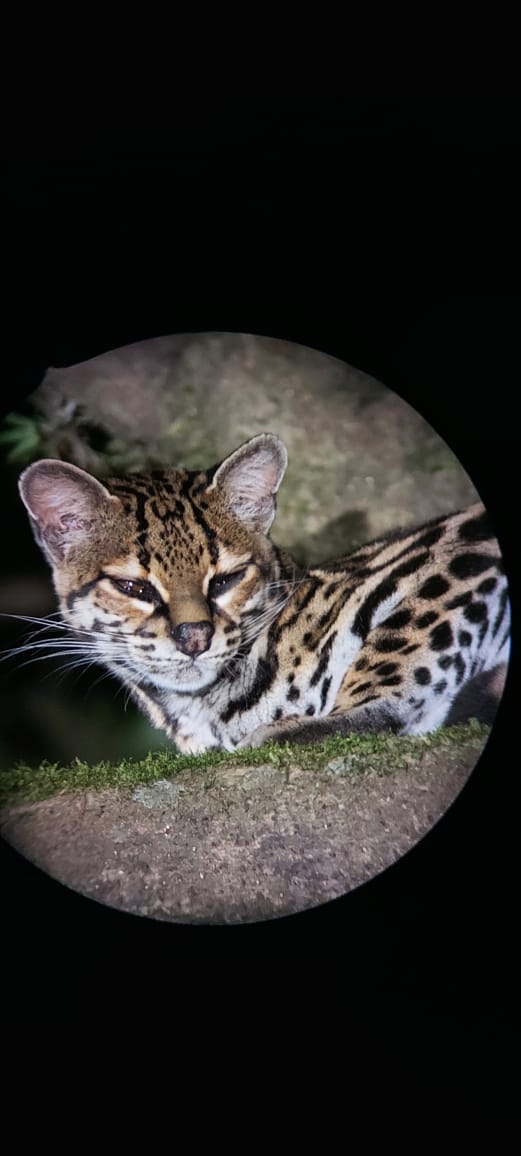 Monteverde night wildlife tour, Costa Rica