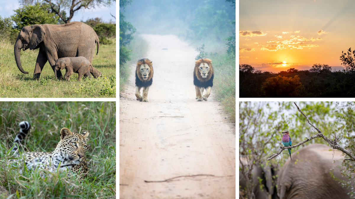 South Africa Safari