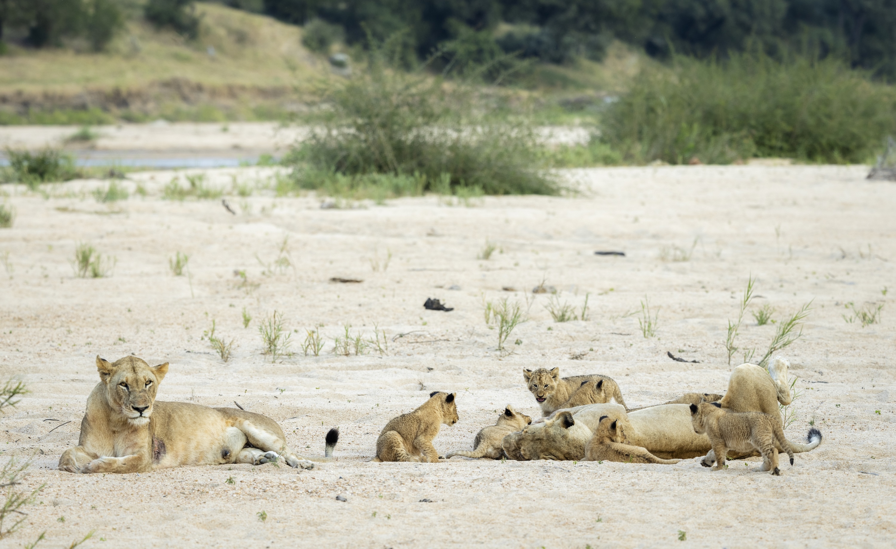 Lions MalaMala Greater Kruger