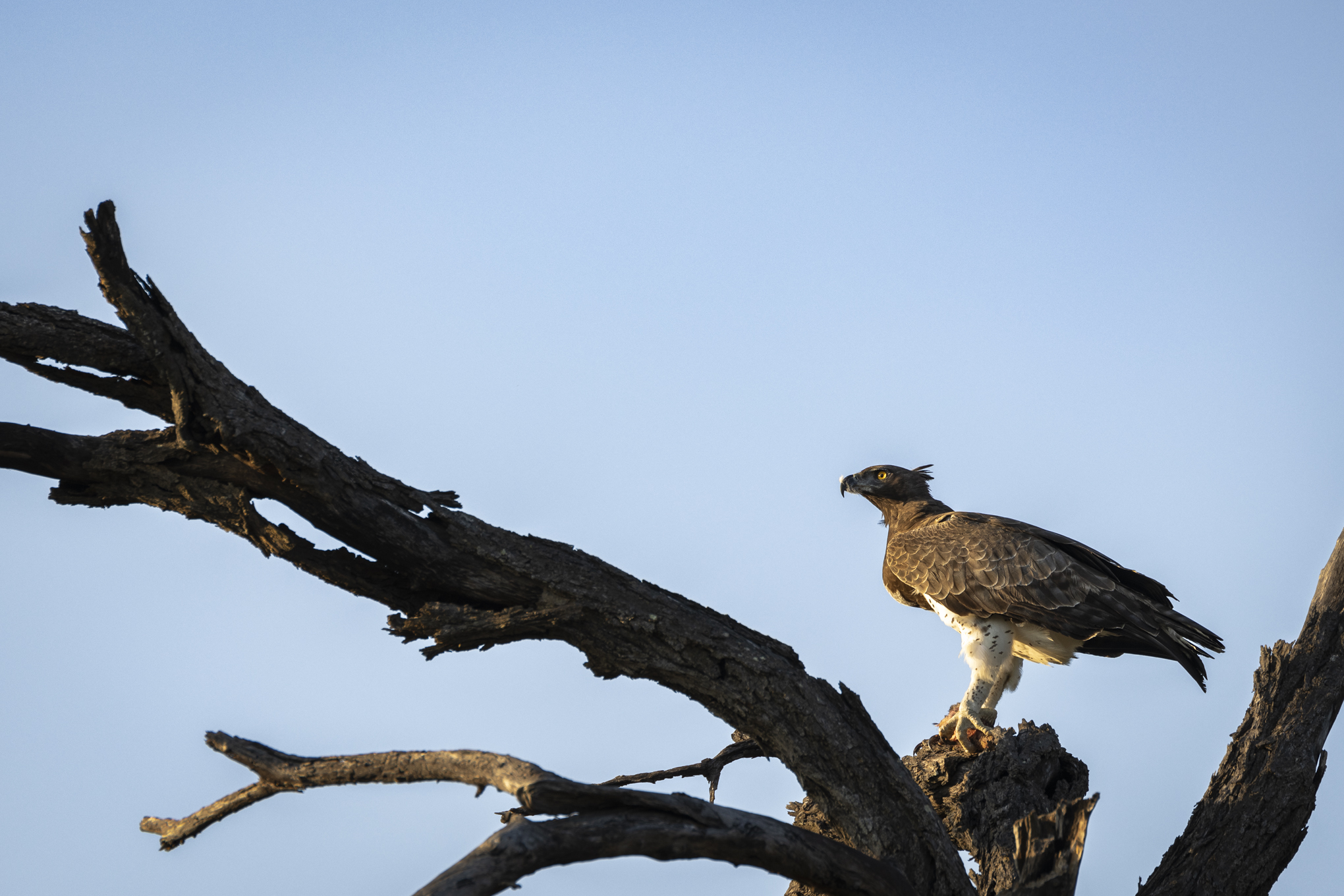 eagle on branch