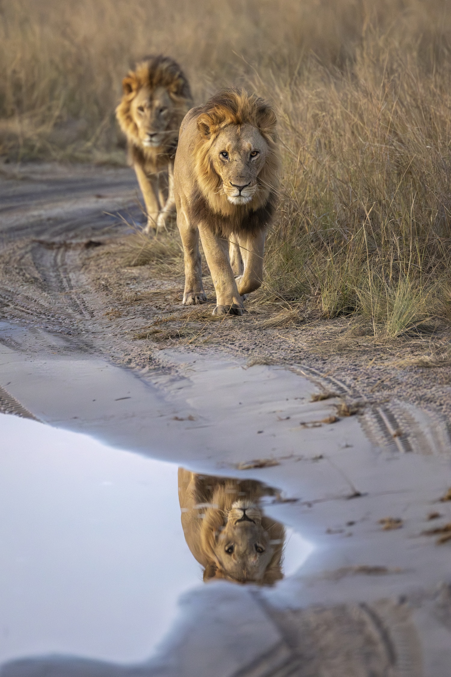 Male lions walking