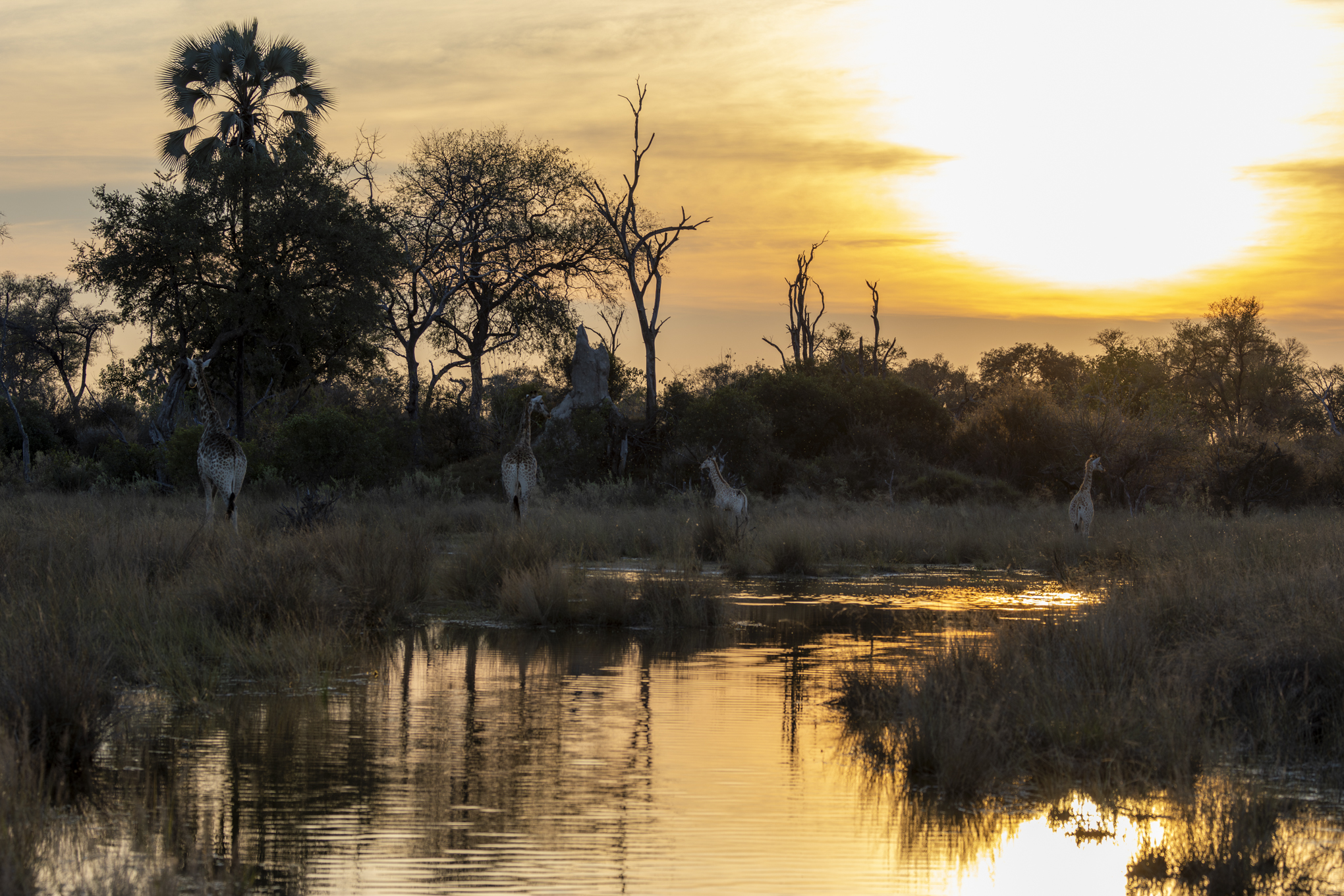 Giraffes at sunset 