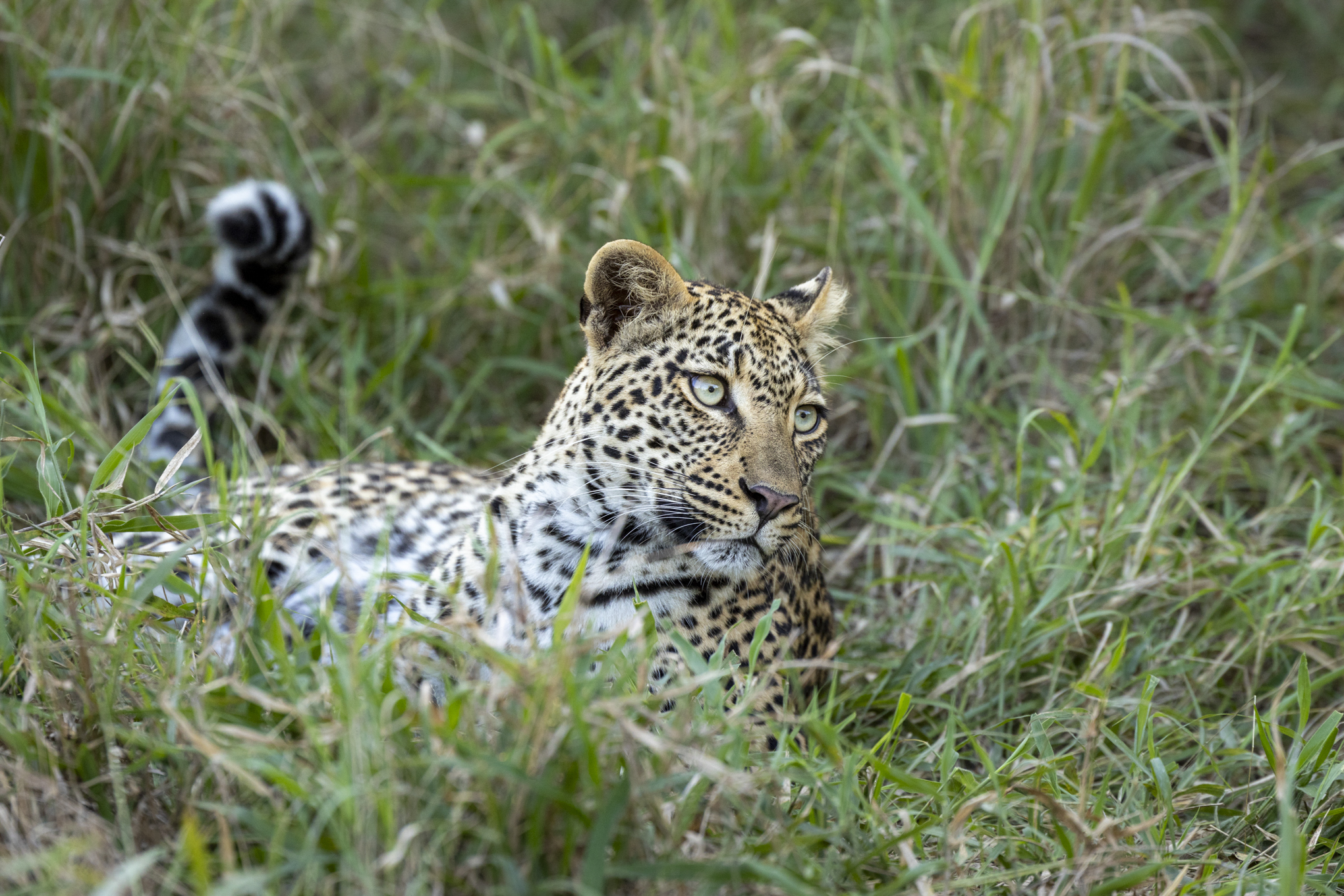 Leopard resting in green grass