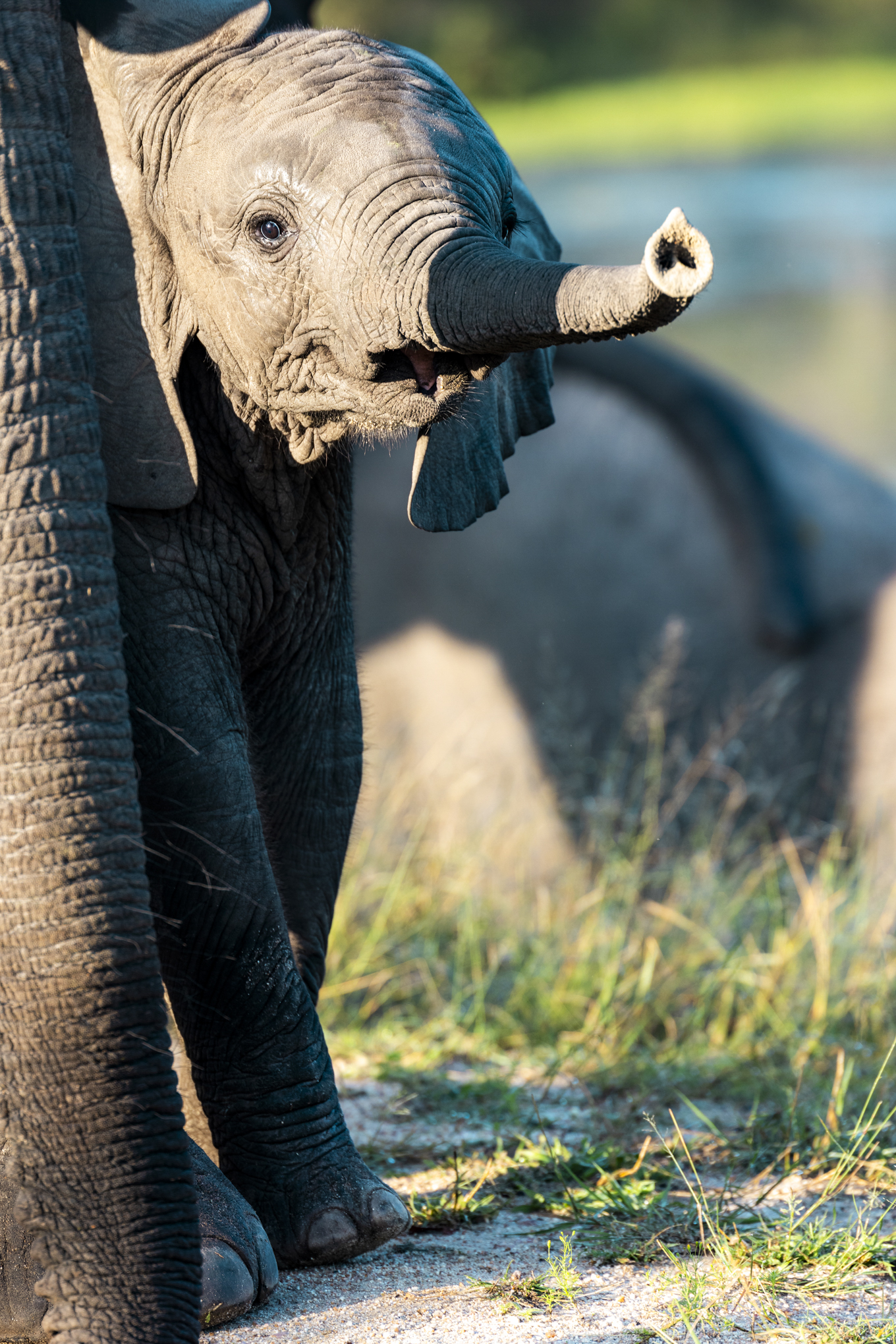 Elephant calf 