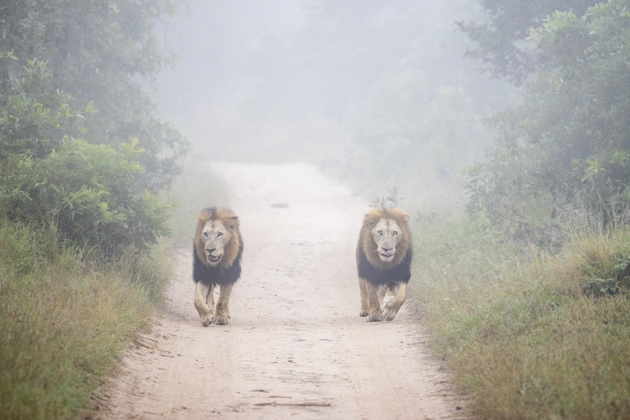 2 male lions walking through mist