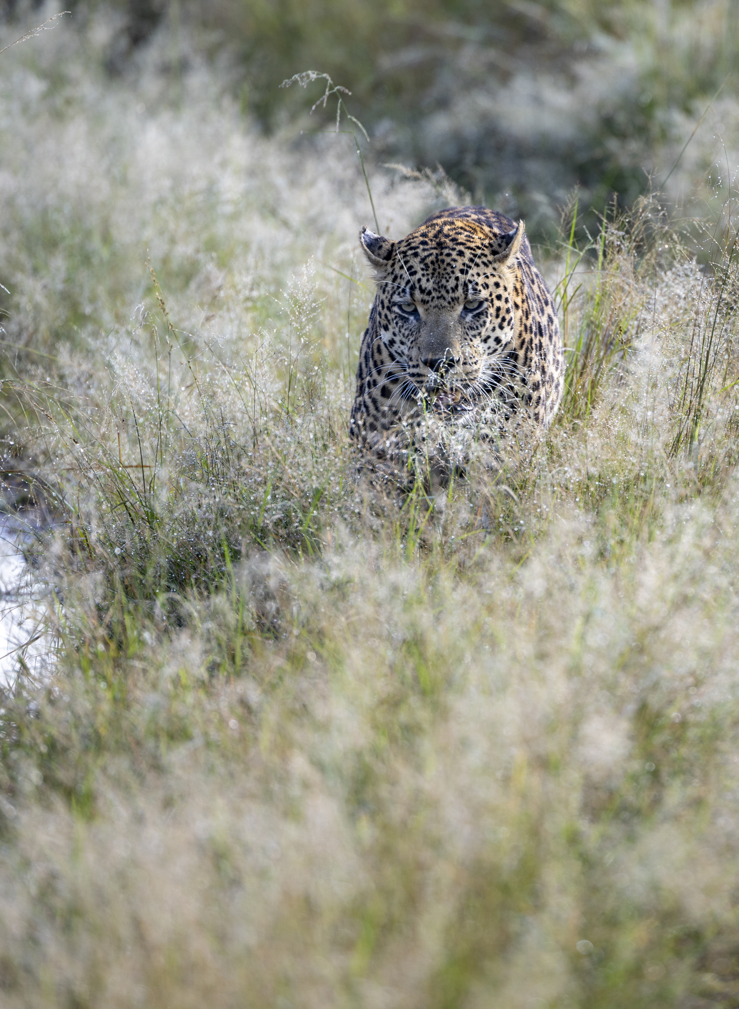 Male Leopard walking through grass