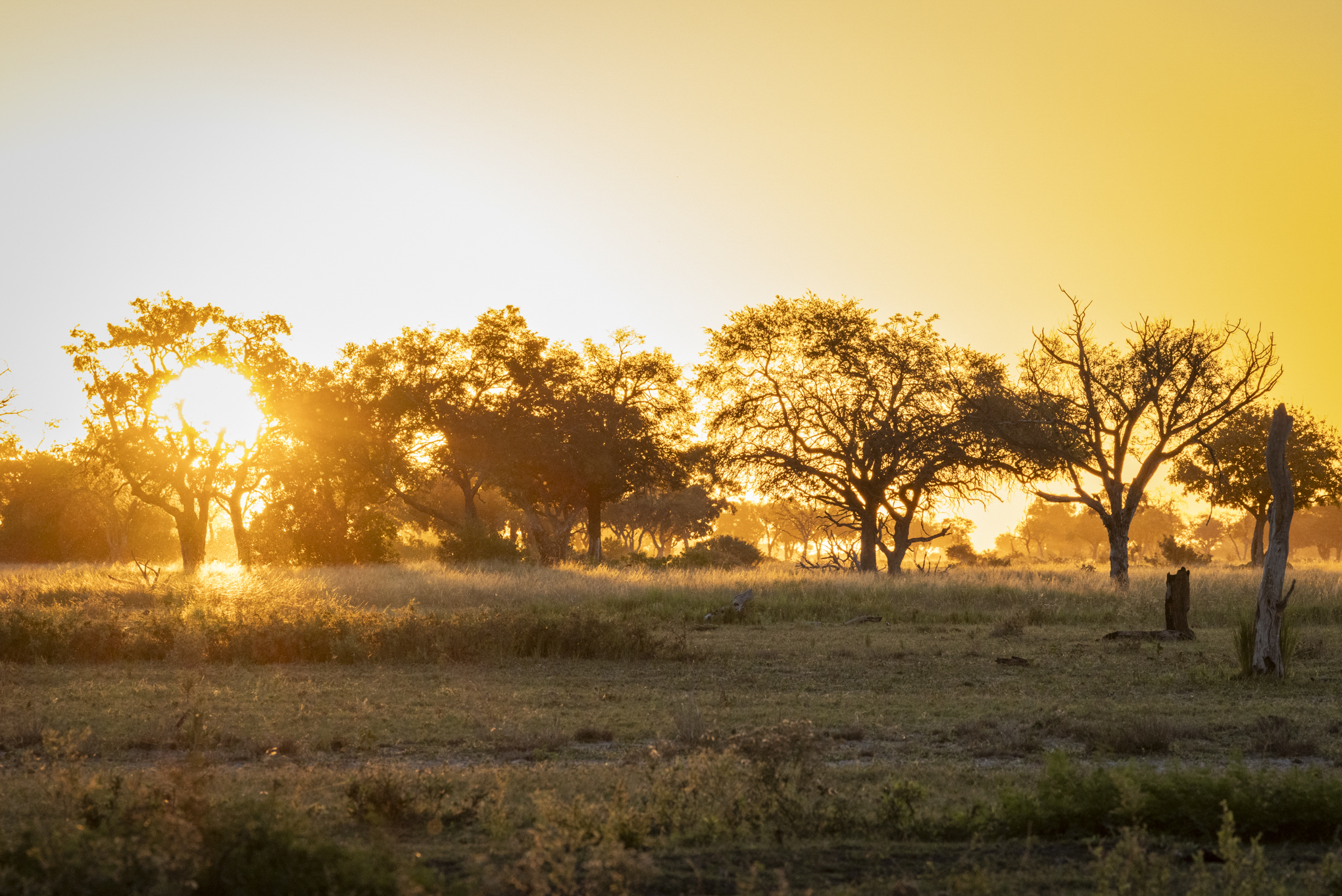 Golden hour in the bush