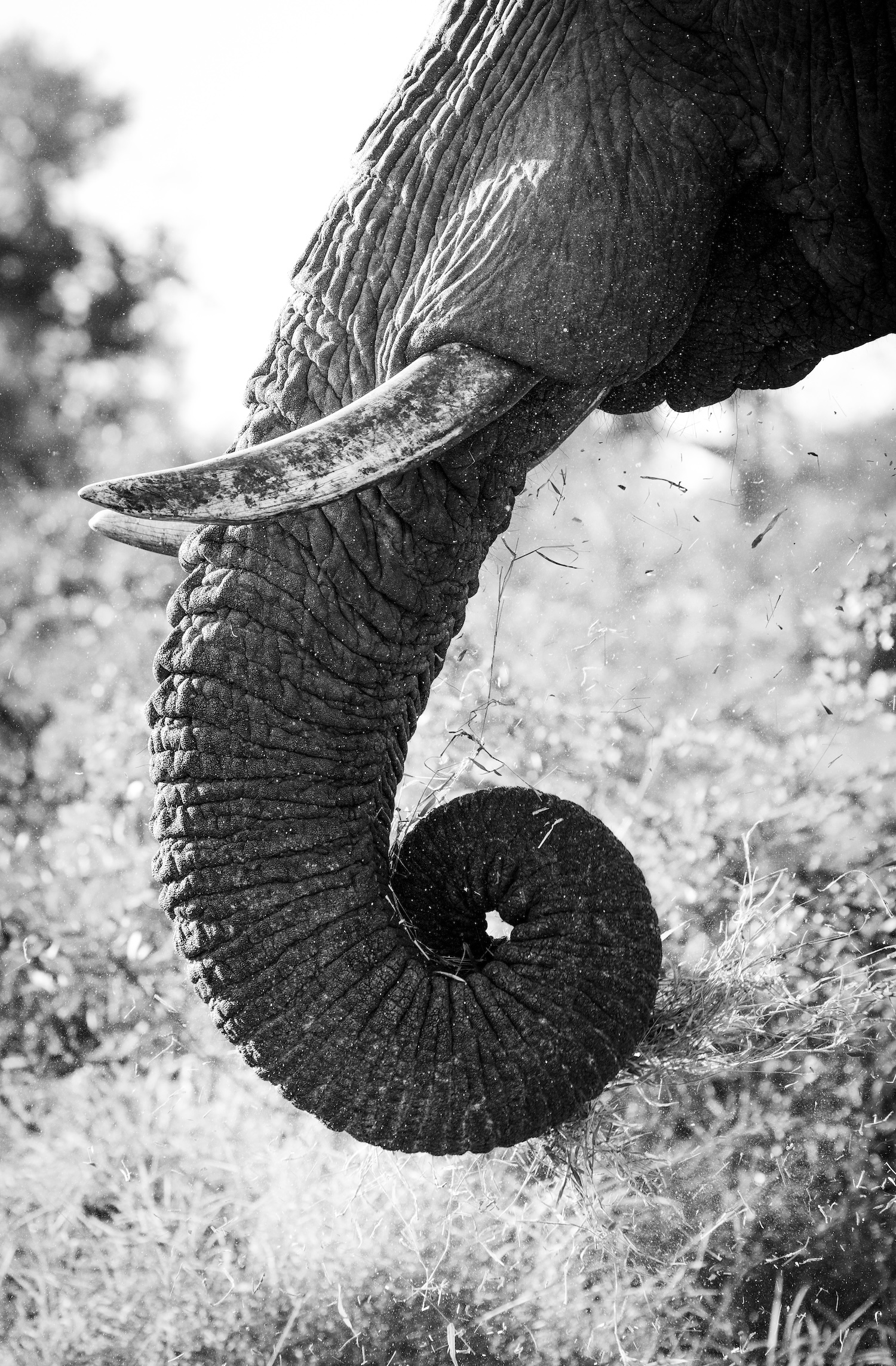 Elephant trunk