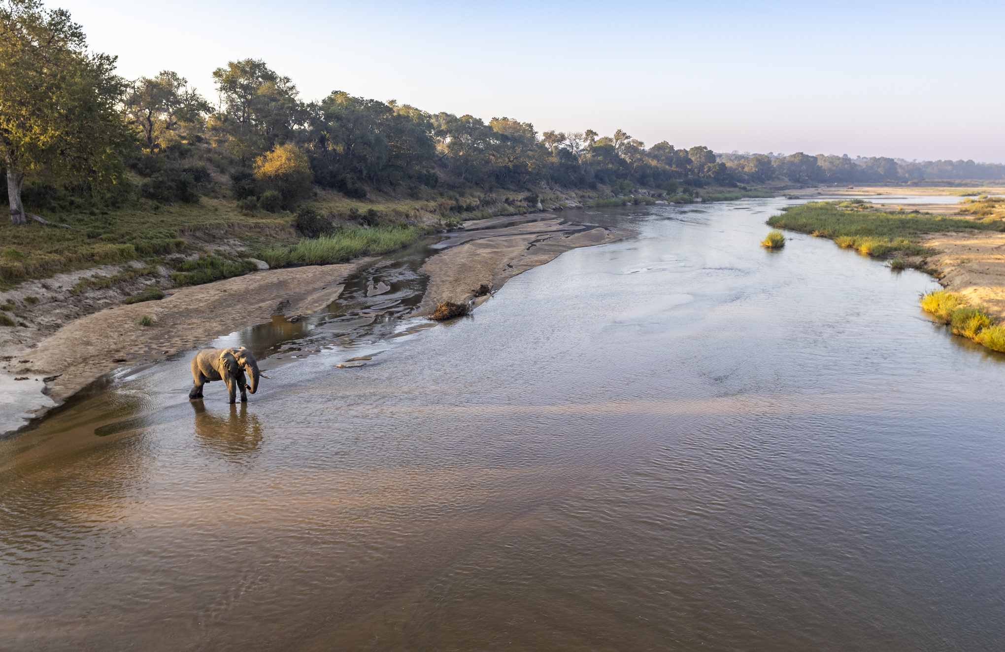 Elephant in sand river