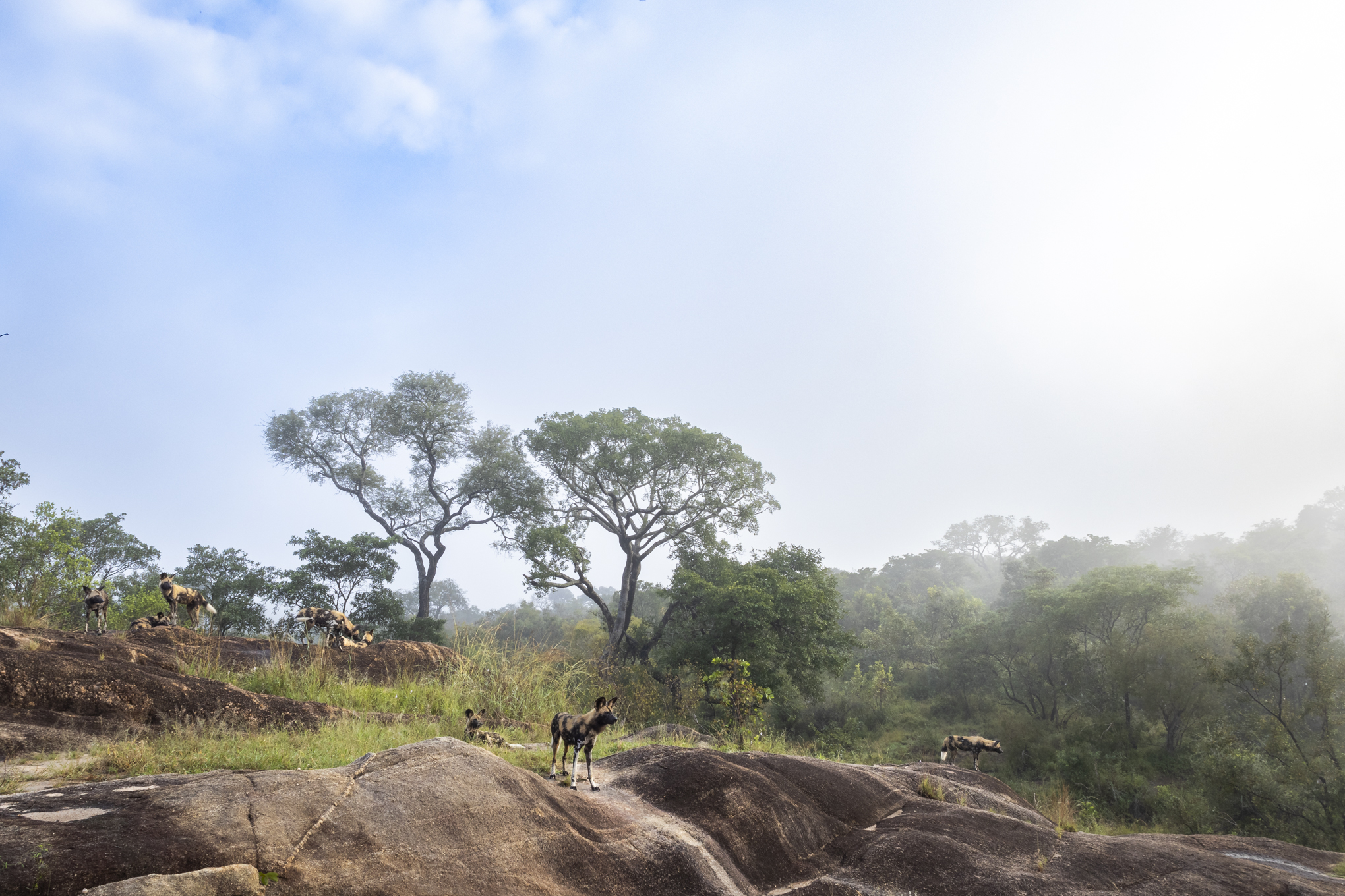 Savanna Sabi Sand 