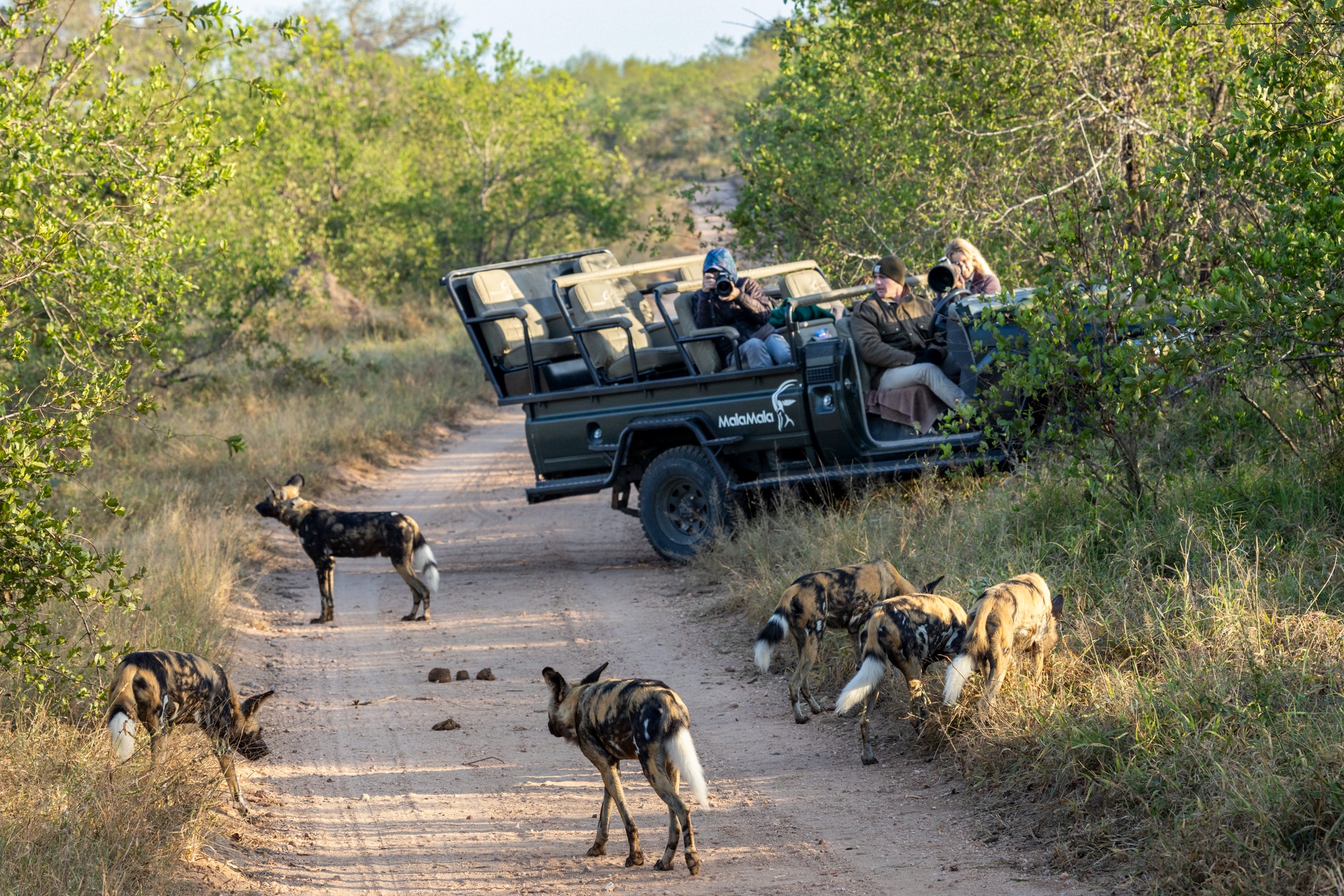 malmala wild dogs on safari 
