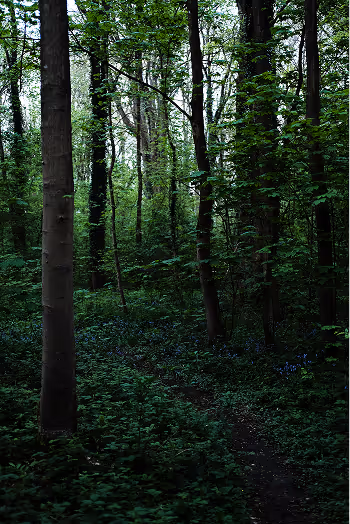 bois à l'aube