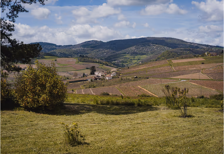 Vignes