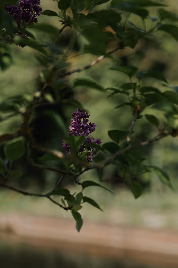 Arbre fruitier