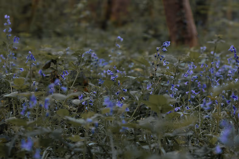 champs de fleurs