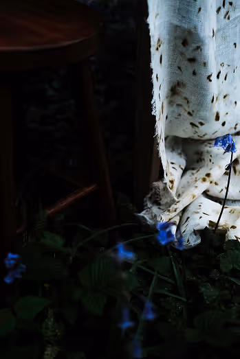 Table dans les bois à l'aube
