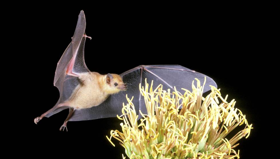 A nectar-feeding bat in flight