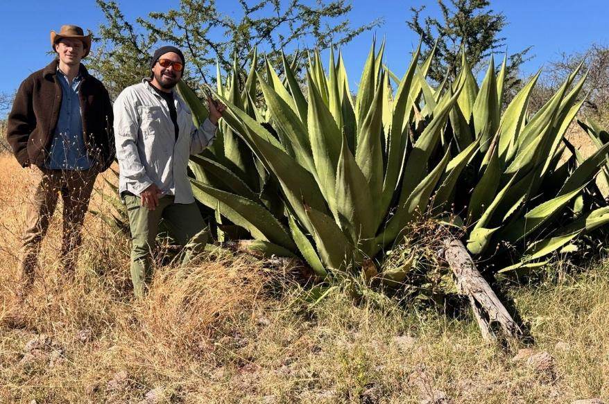 Partners standing with a mature agave in the field