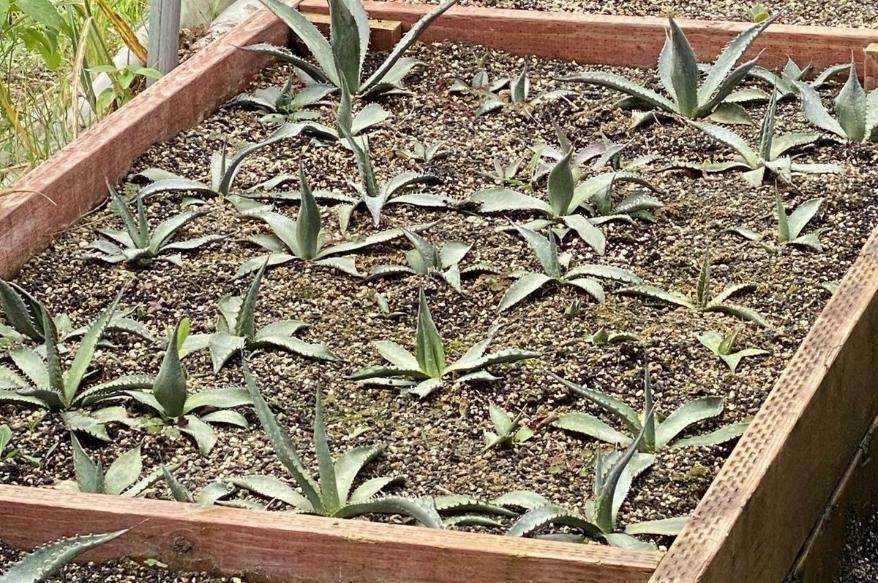 Raised nursery beds of native agave seedlings